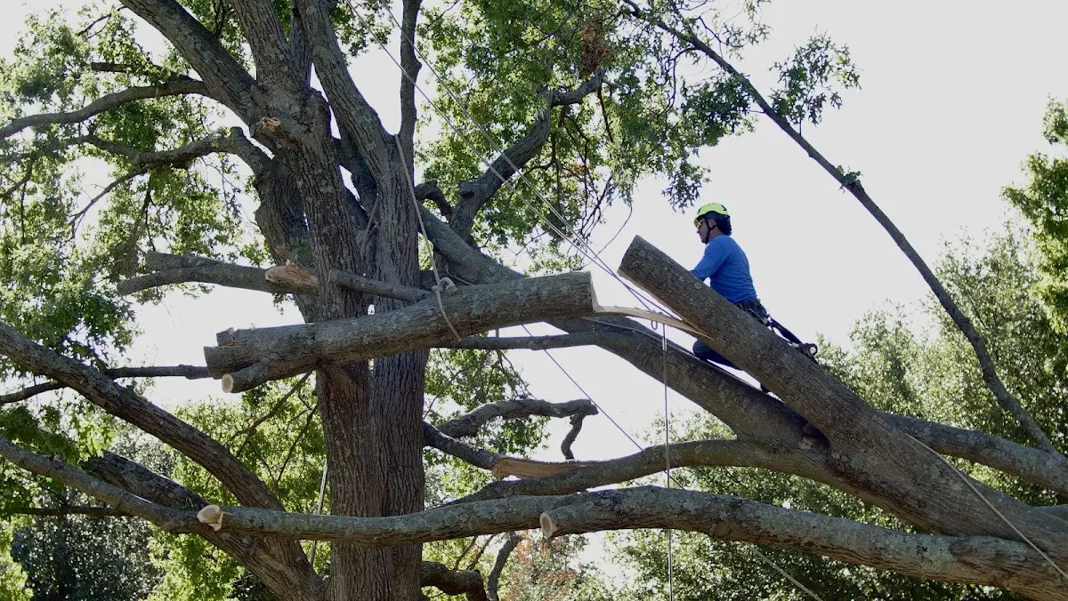 Professional Crown Thinning performed by certified arborists in Toccoa