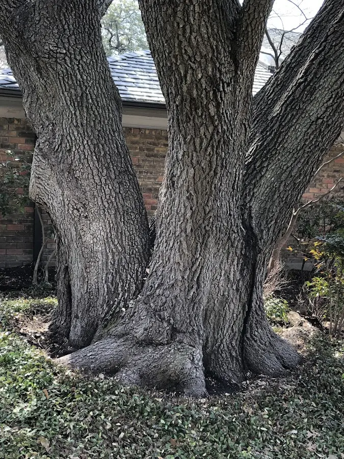 Mature heritage tree close to a Toccoa property cared for by certified arborists
